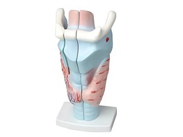 Модель гортани в разрезе - fgospostavki.ru - Ейск