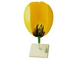 Модель цветка тюльпана - fgospostavki.ru - Ейск