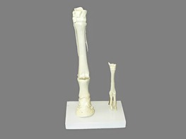 Модель "Скелет конечностей лошади и овцы" (на подставке) - fgospostavki.ru - Ейск