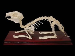 Скелет кролика - fgospostavki.ru - Ейск