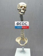 Модель "Позвоночник с черепом и тазом" - fgospostavki.ru - Ейск