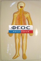 Модель барельефная "Нервная система человека" - fgospostavki.ru - Ейск