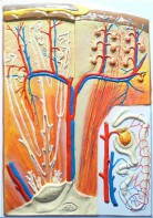 Модель барельефная "Почка" (макро-микростроение) - fgospostavki.ru - Ейск