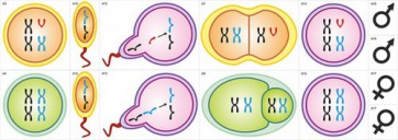 Модель-аппликация Гаметогенез у человека и млекопитающих - fgospostavki.ru - Ейск