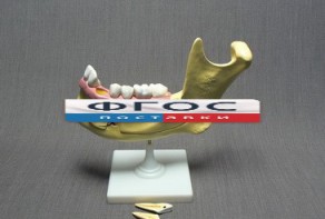 Модель "Челюсть разборная" - fgospostavki.ru - Ейск