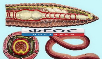 Модель барельефная "Внутреннее строение дождевого червя" - fgospostavki.ru - Ейск