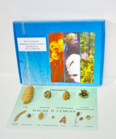 Коллекция "Шишки, плоды, семена деревьев и кустарников" - fgospostavki.ru - Ейск