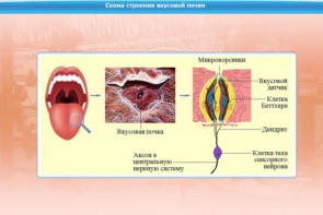 Интерактивные курсы. Биология 10 класс. Базовый. - fgospostavki.ru - Ейск