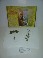 Гербарий "Лекарственные растения" (20 видов) - fgospostavki.ru - Ейск