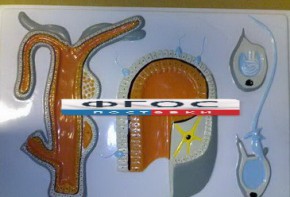 Модель барельефная "Внутреннее строение гидры" - fgospostavki.ru - Ейск