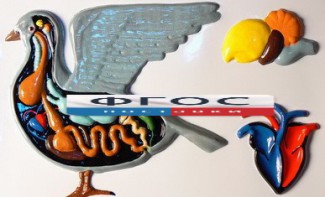 Модель барельефная "Внутреннее строение голубя" - fgospostavki.ru - Ейск