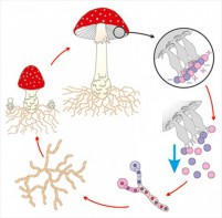 Модель-аппликация Размножение шляпочного гриба - fgospostavki.ru - Ейск