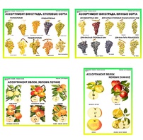 Плакаты ПРОФТЕХ "Ассортимент плодово-ягодных культур" (19 пл, винил, 70х100) - fgospostavki.ru - Ейск