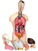 Торс человека разборный (42 см.) - fgospostavki.ru - Ейск