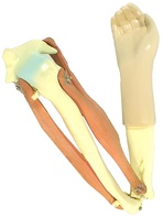 Модель локтевого сустава подвижная - fgospostavki.ru - Ейск