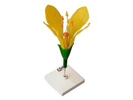 Модель цветка капусты - fgospostavki.ru - Ейск