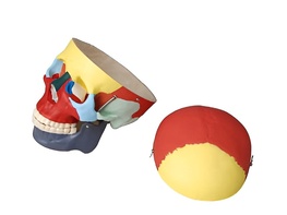 Модель "Череп человека с раскрашенными костями" - fgospostavki.ru - Ейск