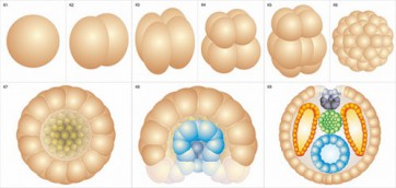 Модель-аппликация Размножение и развитие хордовых - fgospostavki.ru - Ейск