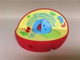 Модель растительной клетки - fgospostavki.ru - Ейск