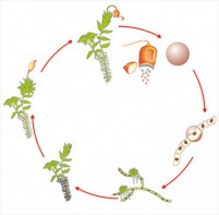 Модель-аппликация Размножение мха - fgospostavki.ru - Ейск