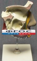 Модель "Разрез носоглотки" - fgospostavki.ru - Ейск