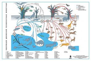 Комплект таблиц "Эволюция движений позвоночных животных" - fgospostavki.ru - Ейск