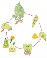 Модель-аппликация Размножение папоротника - fgospostavki.ru - Ейск