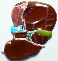 Модель барельефная "Печень" (висцеральная поверхность) - fgospostavki.ru - Ейск