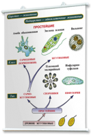 Плакаты по биологии для оформления кабинета. - fgospostavki.ru - Ейск