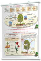 Плакаты по природоведению 2-3 классы. Для оформления кабинета. - fgospostavki.ru - Ейск