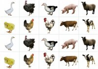 Комплект карточек "Запоминай, играй, считай" - Домашние животные - fgospostavki.ru - Ейск