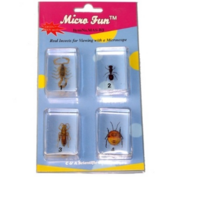 Набор микропрепаратов для стереомикроскопа №14 «Насекомые» - fgospostavki.ru - Ейск