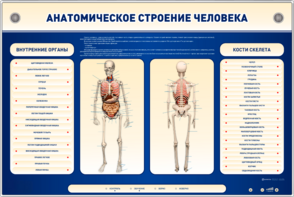 Электрифицированный стенд-тренажер c макетом скелета "Анатомическое строение человека" - fgospostavki.ru - Ейск