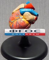 Модель "Сердце" (лабораторная) - fgospostavki.ru - Ейск