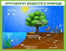 Стенд "Круговорот веществ" - fgospostavki.ru - Ейск