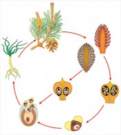 Модель-аппликация Размножение сосны - fgospostavki.ru - Ейск