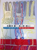 Модель барельефная "Ворсинка кишечная с сосудистым руслом" - fgospostavki.ru - Ейск