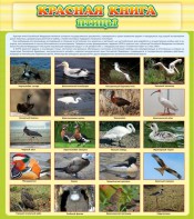 Стенд "Красная книга - птицы" - fgospostavki.ru - Ейск