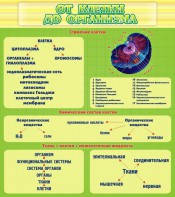 Стенд "От клетки до организма" - fgospostavki.ru - Ейск