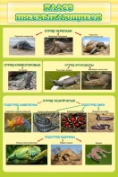 Стенд "Класс пресмыкающиеся" - fgospostavki.ru - Ейск