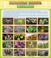 Стенд "Красная книга - растения" - fgospostavki.ru - Ейск