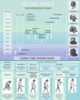 Стенд "Эволюция человека" Вариант 1 - fgospostavki.ru - Ейск