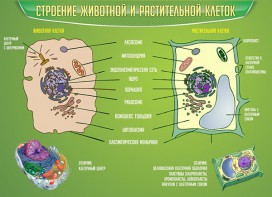 Стенд "Строение животной и растительной клеток" - fgospostavki.ru - Ейск