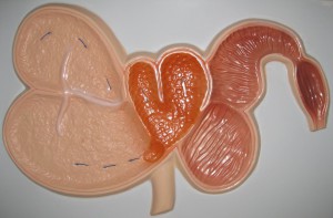 Модель барельефная "Желудок жвачного животного" - fgospostavki.ru - Ейск