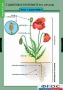 Комплект таблиц. Биология. Общее знакомство с цветковыми растениями. - fgospostavki.ru - Ейск