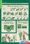 Комплект таблиц. Биология 6 класс. Растения, грибы, лишайники - fgospostavki.ru - Ейск