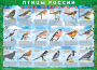 Комплект таблиц "Птицы России (4 листа)" (100х140 сантиметров, винил) - fgospostavki.ru - Ейск