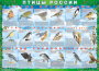 Комплект таблиц "Птицы России (4 листа)" (100х140 сантиметров, винил) - fgospostavki.ru - Ейск