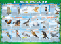 Комплект таблиц "Птицы России (4 листа)" (100х140 сантиметров, винил) - fgospostavki.ru - Ейск