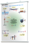 Плакаты по физике для оформления кабинета. - fgospostavki.ru - Ейск